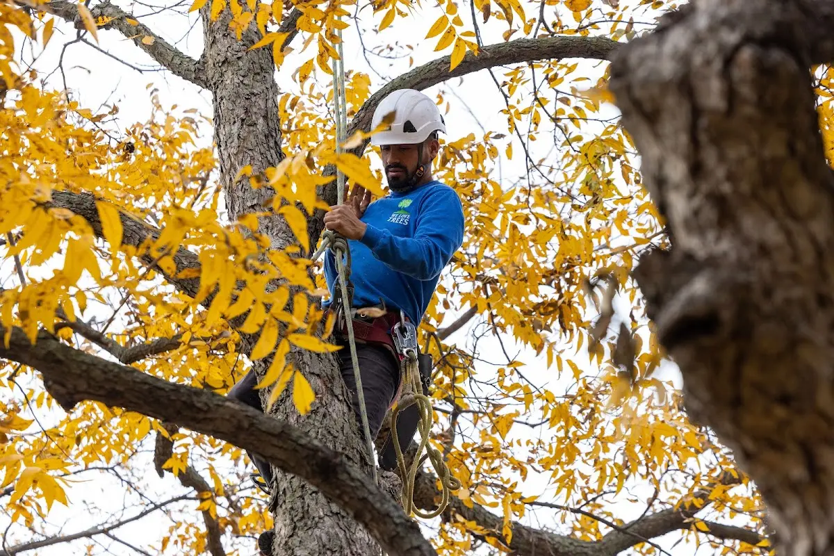 Skilled Tree Transplanting crew working in Attica