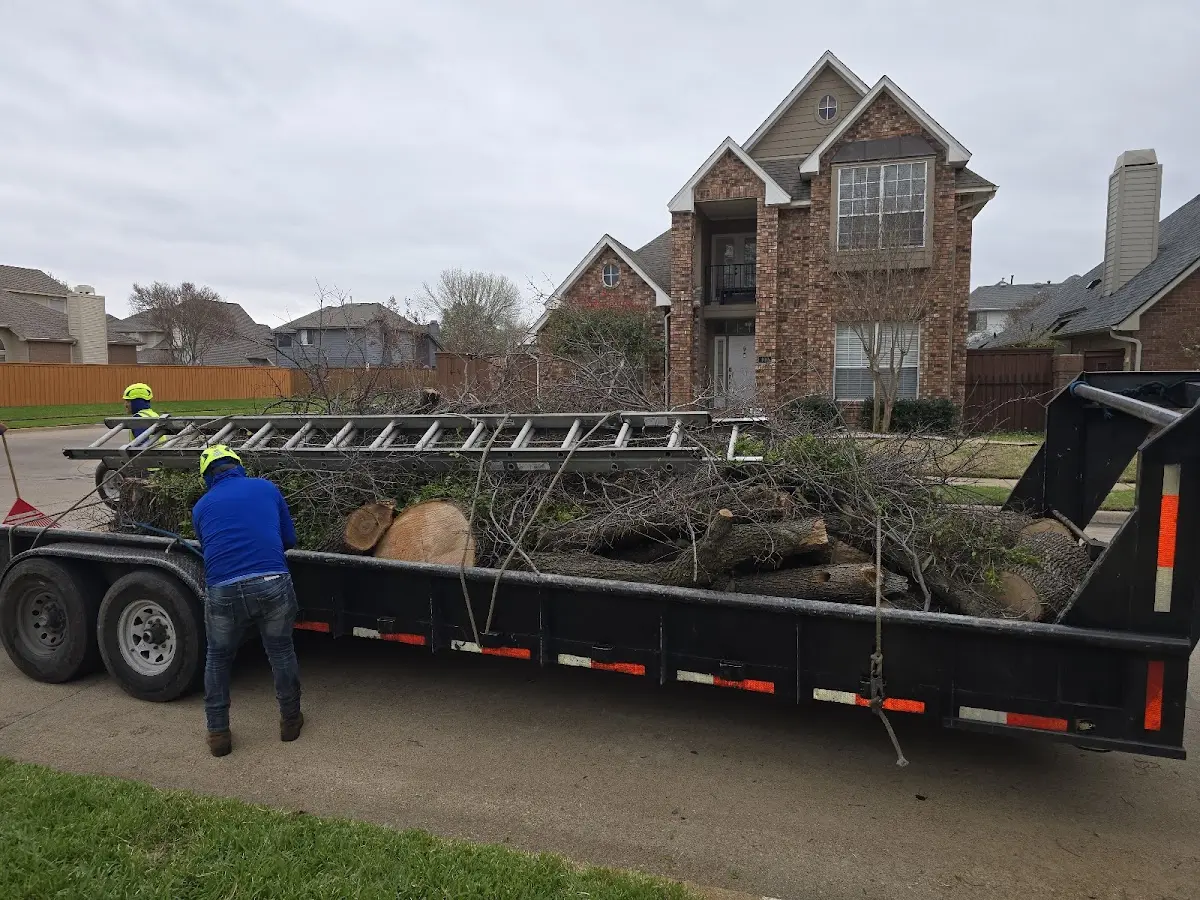 Expert Tree Fertilization with proper safety equipment in Attica